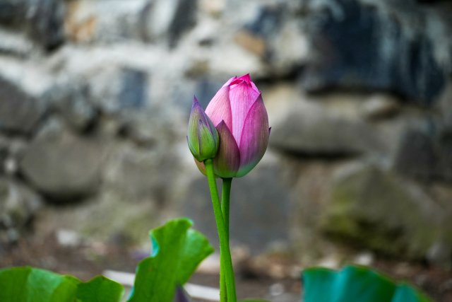 1450681_2048x2048 1450681_2048x2048