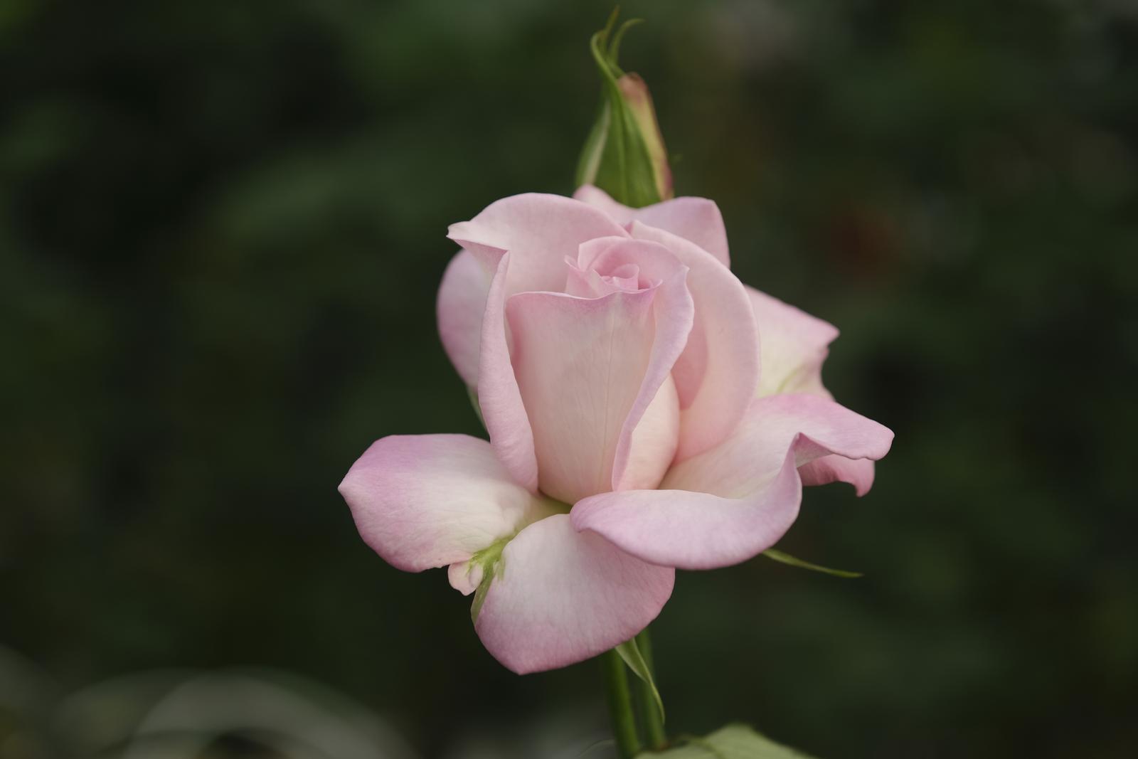 2021941_2048x2048 2021941_2048x2048