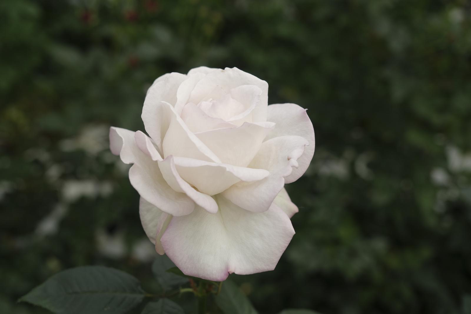 2021942_2048x2048 2021942_2048x2048