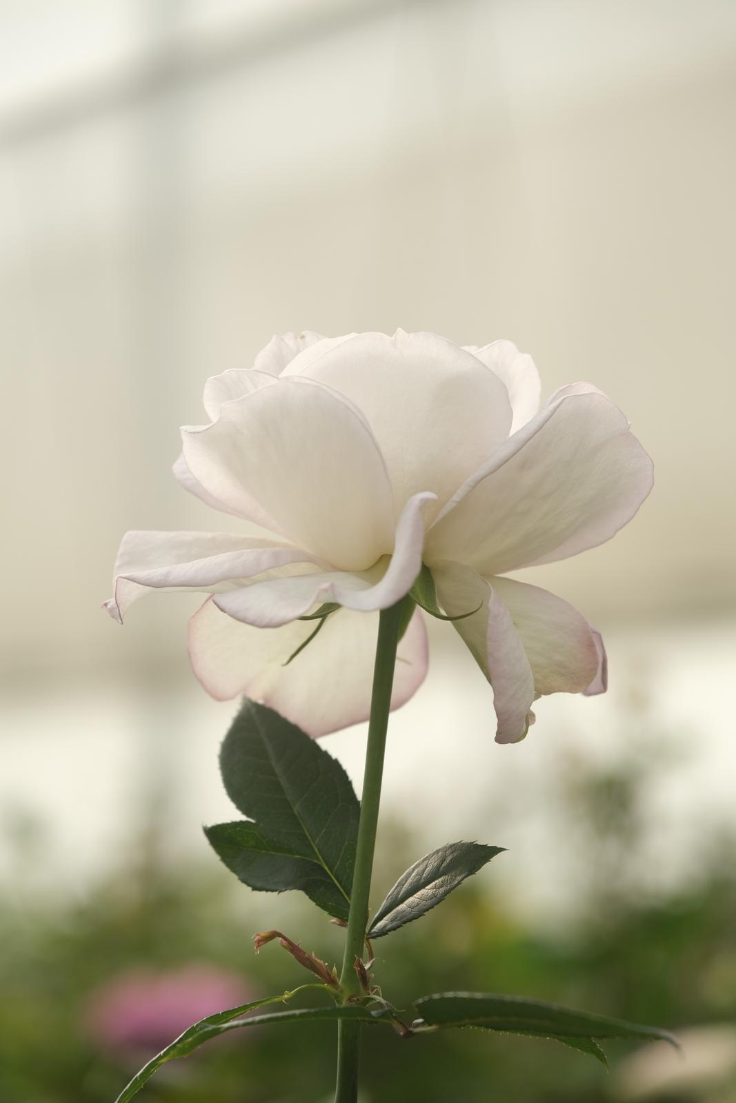 2021944_2048x2048 2021944_2048x2048