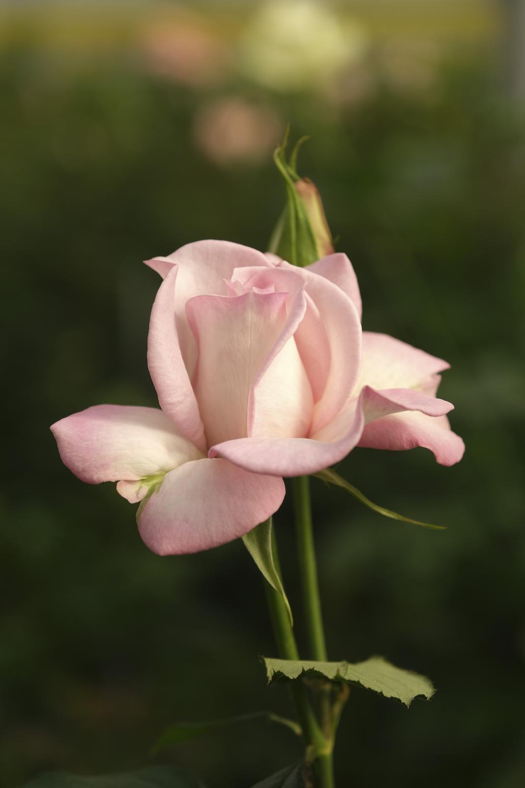 2021945_2048x2048 2021945_2048x2048