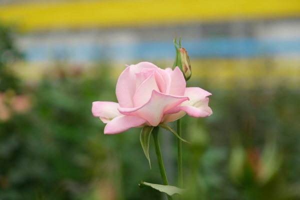 2021943_2048x2048 2021943_2048x2048