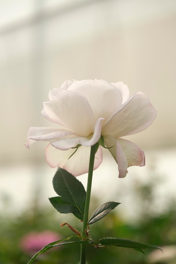 2021944_2048x2048 2021944_2048x2048