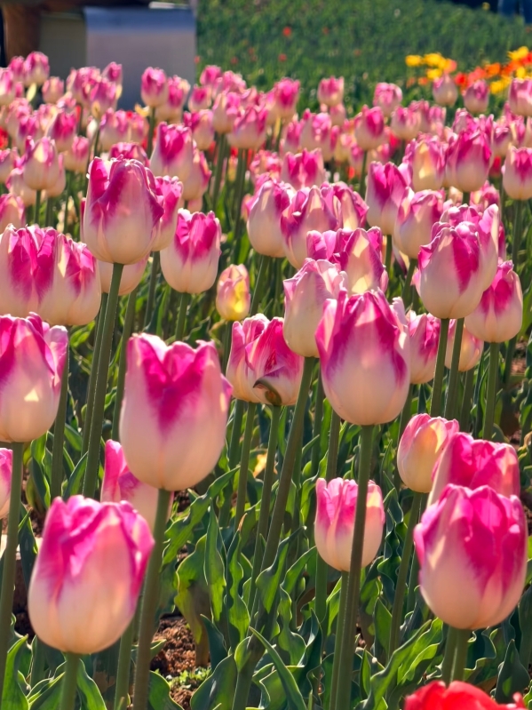 微信圖片_20260209162450_132_103 微信圖片_20260209162450_132_103